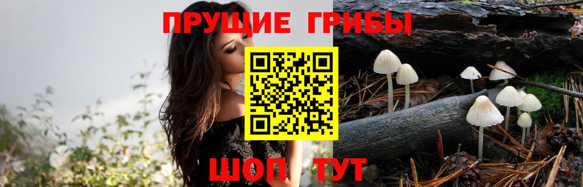 наркотики  Псилоцибиновые грибы ЛСД  Галлюциногенные грибы Cubensis  Вход с VPN  Вязьма 